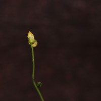 Utricularia gibba L.